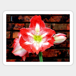 Amaryllis Allure Sticker